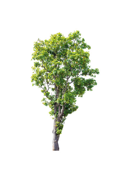 孤立的树在白色的背景图片下载
