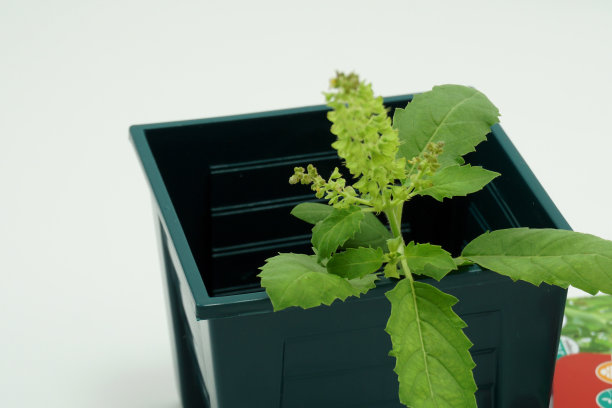 圣罗勒锅，关闭圣罗勒，商业和自然的概念图片下载