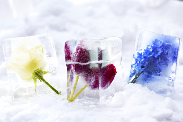 玫瑰、郁金香和风信子被冻成冰块图片下载
