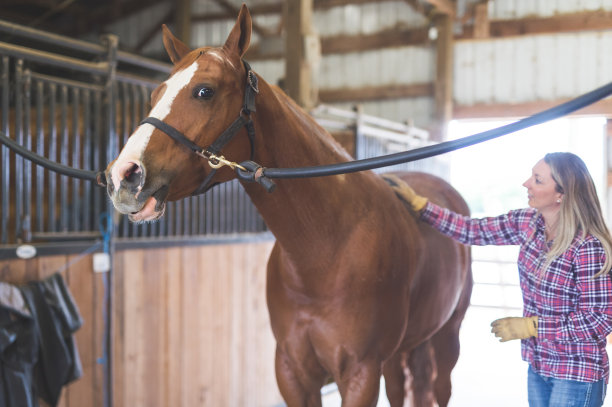 乡下漂亮的马图片下载
