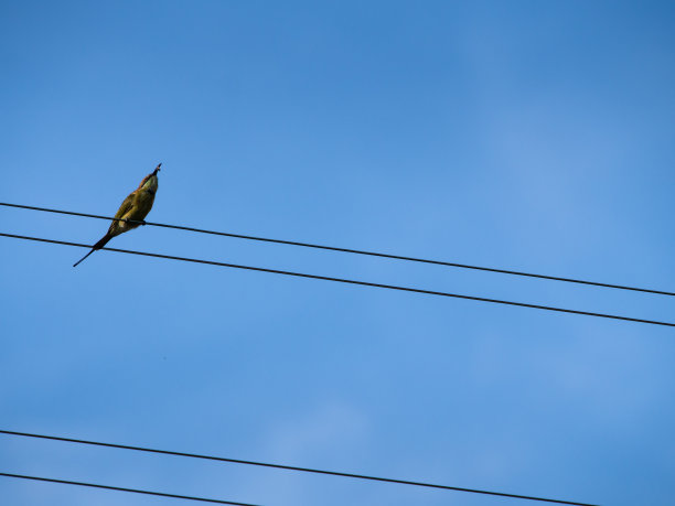 小鸟站在斜线上图片下载