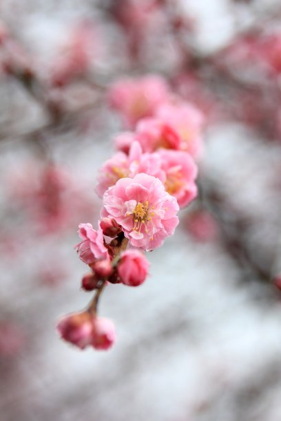 梅花素材图片