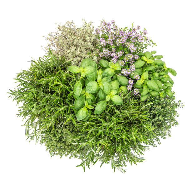 新鲜香草白色背景食物罗勒迷迭香百里香俯视图图片下载