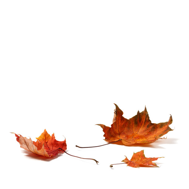 秋叶带着水滴图片下载