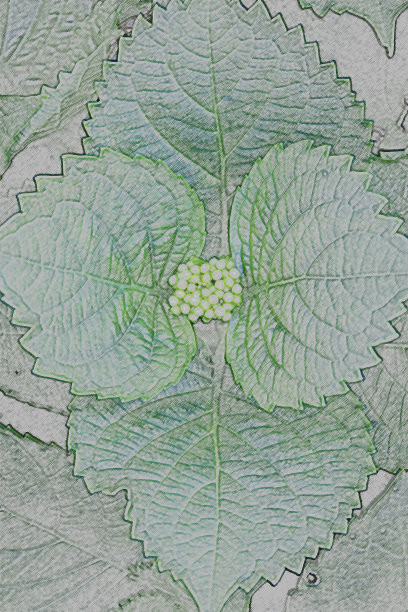 绣球花叶和花荚的图案示意图图片下载