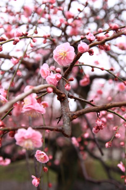 梅花素材图片