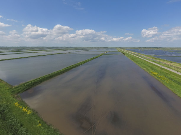 水稻田。种植水稻的农艺方法图片下载