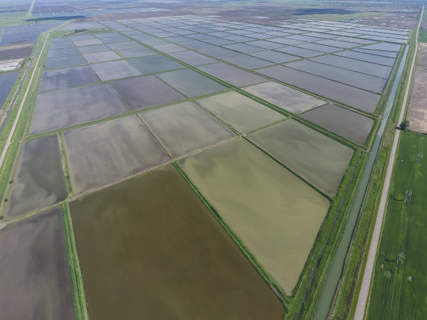 水稻田。种植水稻的农艺方法图片下载