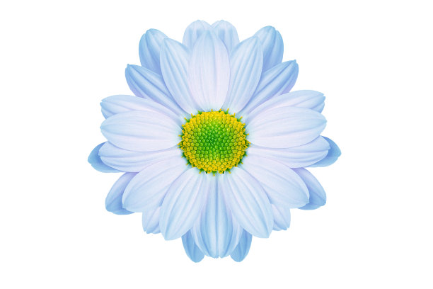 一朵粉红色的雏菊美丽而温柔，深受喜爱图片下载