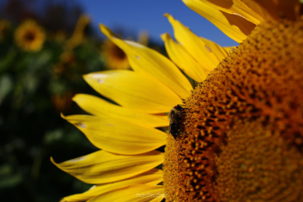 蜜蜂在向日葵图片下载