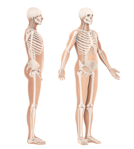 人体骨骼解剖分离图片下载
