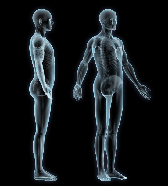 人体骨骼解剖分离图片下载