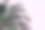 粉红色背景上的一部分棕榈树。副本的空间。图片下载