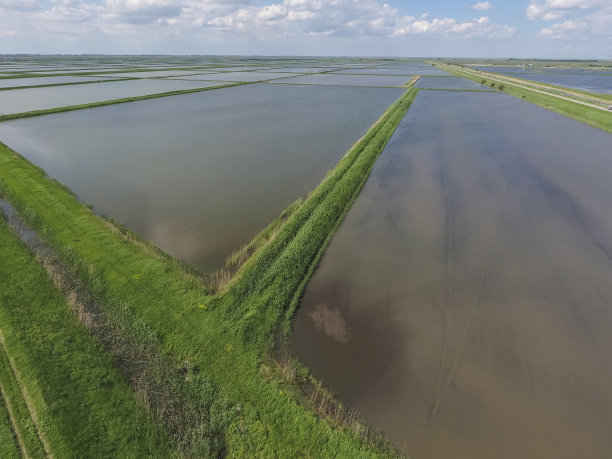 水稻田。种植水稻的农艺方法图片下载