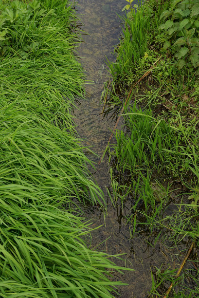小溪在绿草之间图片下载