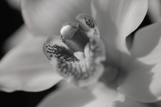 黄色的兰花图片下载