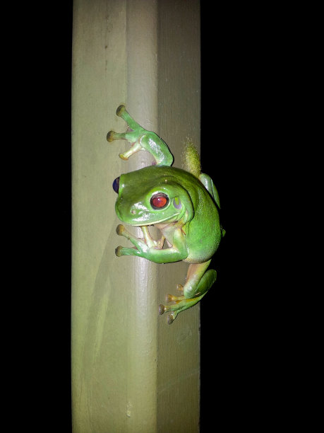 绿树蛙图片下载