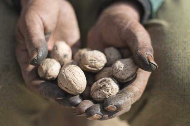 人的手和核桃图片下载