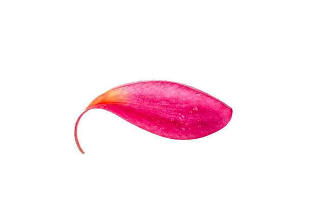 一个粉红色的鸡蛋花花瓣近了图片下载