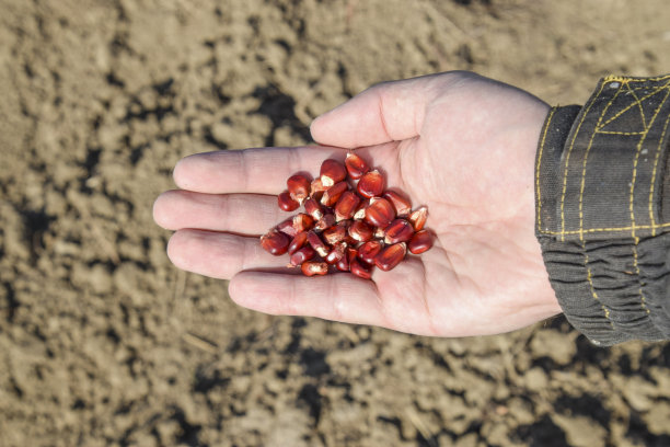 播种玉米的手图片下载