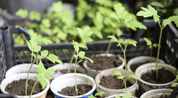 西红柿幼苗蔬菜在玻璃。准备反式图片下载