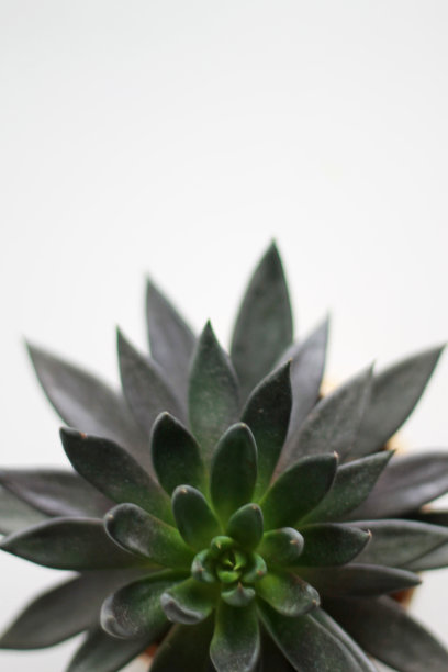 黑王子图片下载