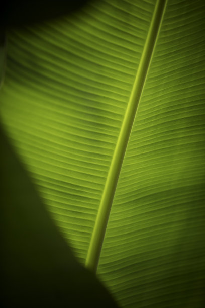 香蕉叶子背景图片下载