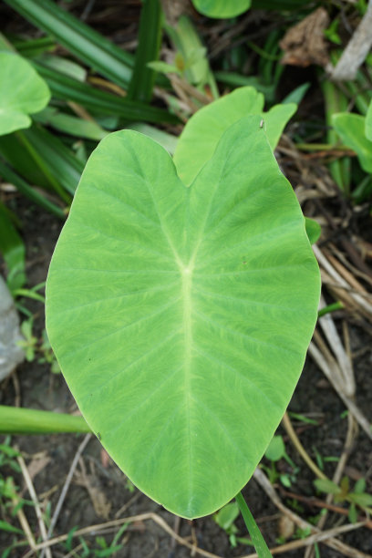 新鲜香芋叶图片下载