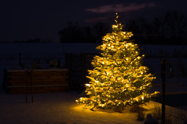 圣诞在GLR -美丽的圣诞树在花园里的晚上图片下载