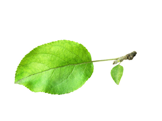 绿叶子的苹果树和一个小树枝。剪切，孤立在白色背景。可以在你的拼贴和设计中使用。宏,特写镜头图片下载