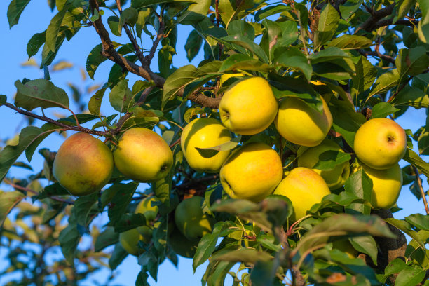 苹果。图片下载