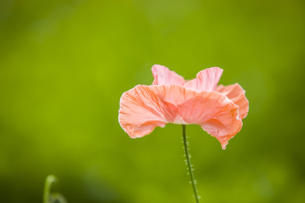 虞美人图片下载