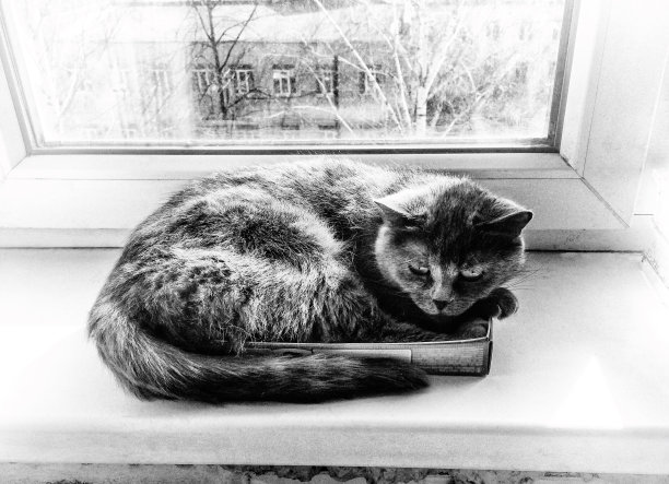 猫躺在窗台上的盒子里图片下载