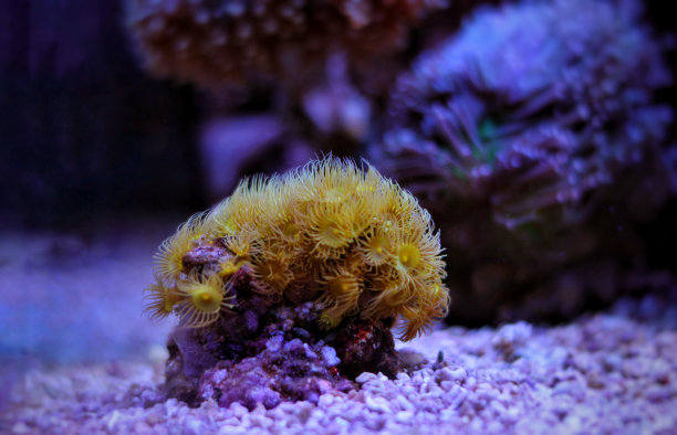 黄水螅珊瑚图片下载