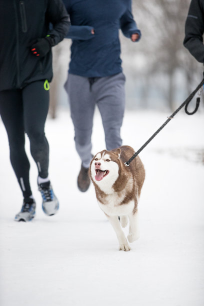 冬天带着狗跑图片下载