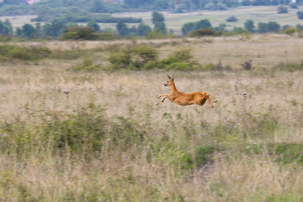 欧洲鹿茸在秋季在草地上生长图片下载