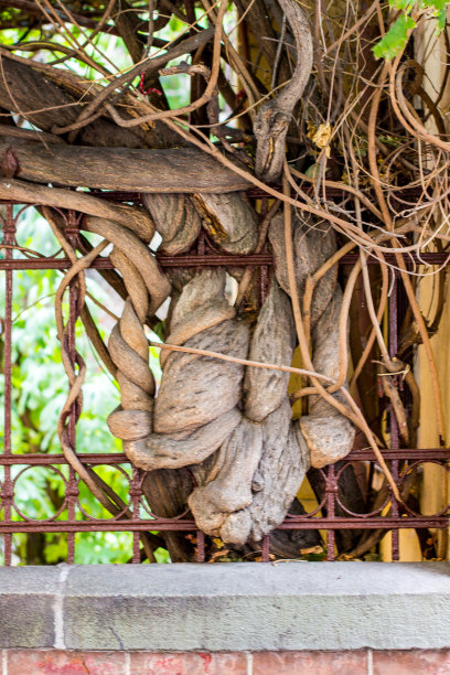 树缠绕着篱笆图片下载