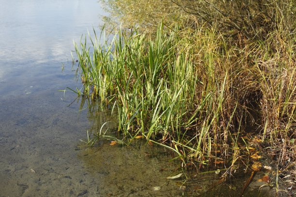 长在湖边的草图片下载