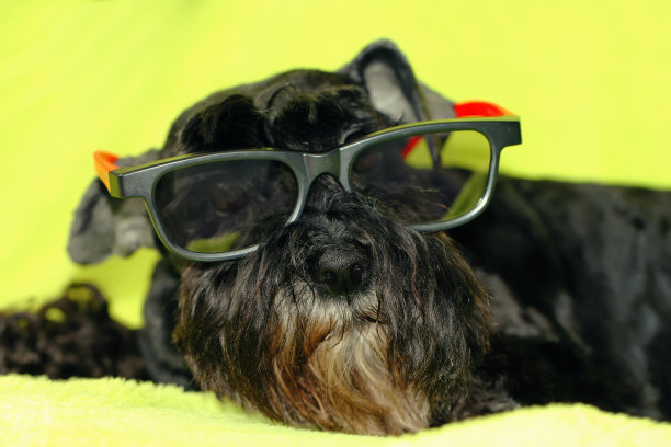 黑狗的动物肖像图片下载