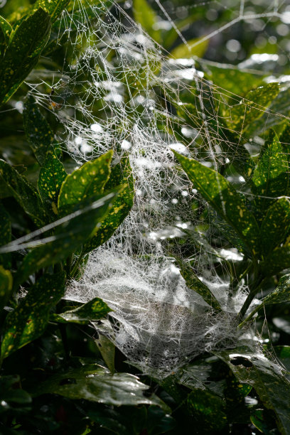 蜘蛛网网图片下载