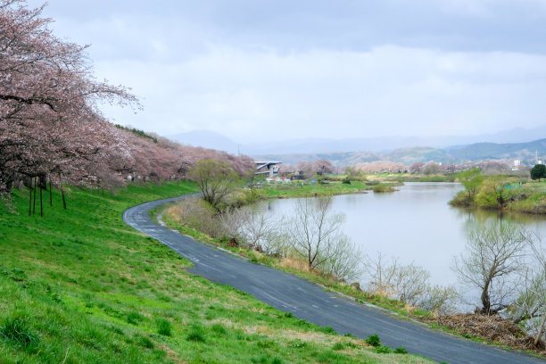 春天，日本东北部宫城县白石河畔的樱花树。这个花见景点被称为Shiroishigawa-tsutsumi Hitome Senbonzakura，图片下载