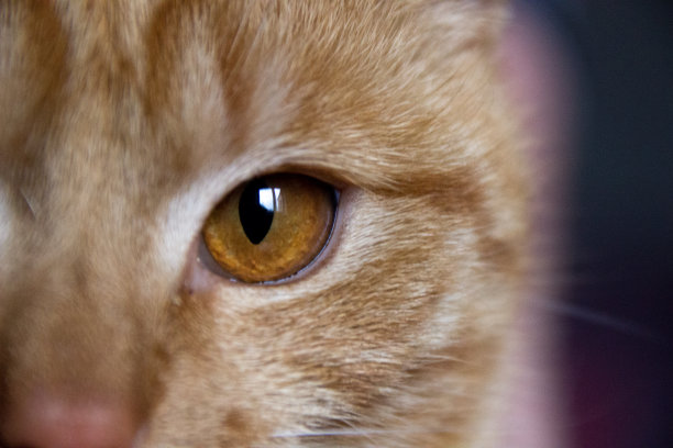 猫的眼睛图片下载