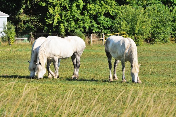 三个白色的马图片下载