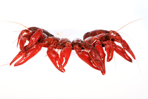 小龙虾，白色背景，特写素材图片