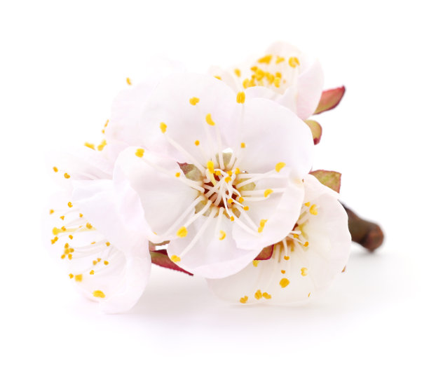 杏花白色。图片下载