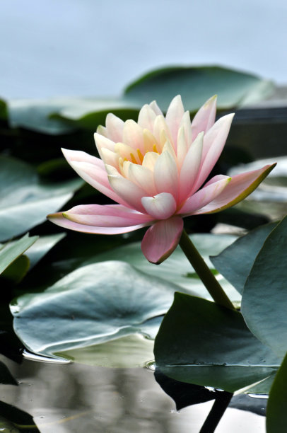 池塘里盛开着粉红色的睡莲素材图片