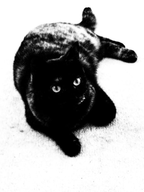 黑白猫，迷人的眼睛图片下载