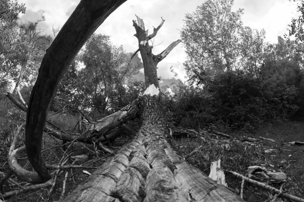 森林里倒下的大树。黑白照片图片下载