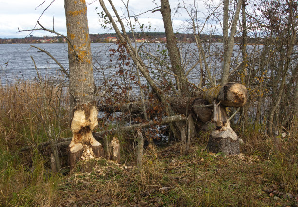 海狸咬图片下载