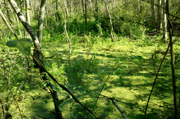 森林沼泽水绿色与藻类图片下载